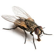 果億除蟲優勢,果億害蟲,害蟲清潔,白蟻防治,害蟲防治,病媒防治,除蟲案例,蟑螂,果蠅防治,老鼠防治,小黑蚊防治